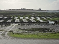 St-Vaast-oyster-beds